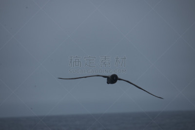 南冰洋,在上面,美国,水平画幅,无人,鸟类,海鸥,简单,海洋,摄影