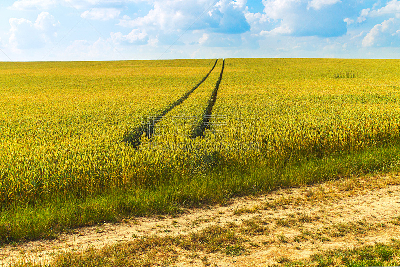 田地,路,小麦,天空,水平画幅,无人,夏天,户外,草,植物