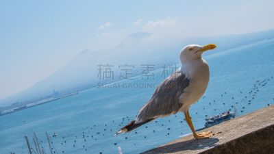 火山,背景,鸟类,河堤,维苏威火山,天空,早晨,曙暮光,夏天,都市风景