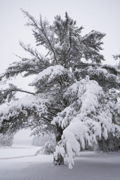 大风雪,邻居,大雪,湖,自然,垂直画幅,暴风雨,水的凝结形态,寒冷,宁静