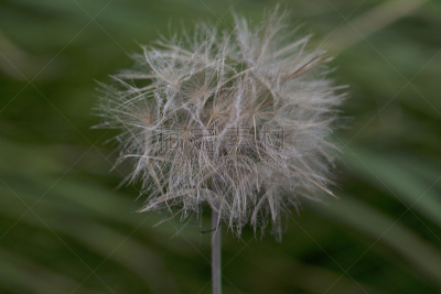 蒲公英,自然,图像聚焦技术,选择对焦,滨草,水平画幅,无人,野生植物,特写,完整
