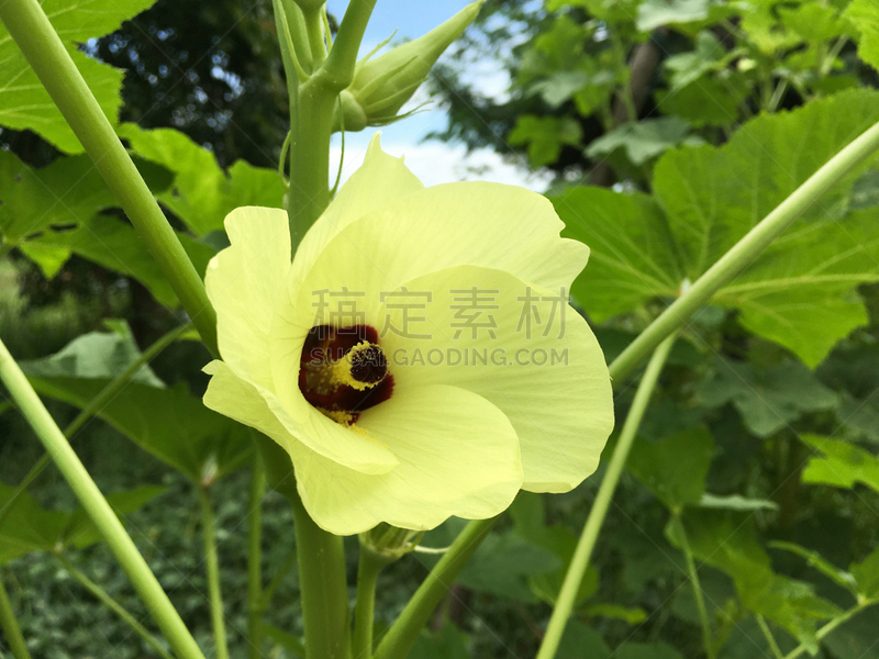水平画幅,枝繁叶茂,户外,泰国,秋葵,植物,四肢,清新,园林,农业