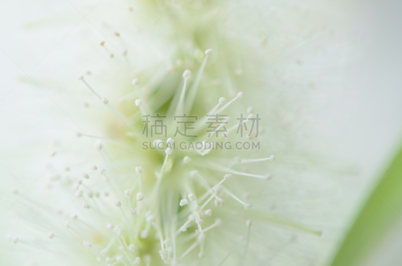 背景聚焦,抽象,运动模糊,国际互联网沙丘,澳大利亚网球公开赛,巴京和达格纳姆,蜂蜇蛋糕,白千层,国际网球联合会,马樱丹属