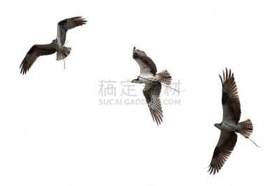 鸟类,鱼鹰,在上面,白色,自然,褐色,野生动物,食肉鸟,水平画幅,蓝色