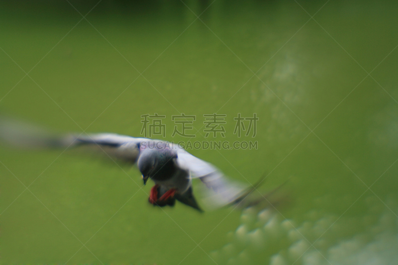 斑鸠,针孔照相机,自然,两翼昆虫,水平画幅,动物,鸟类,纯净,肖像,泰国