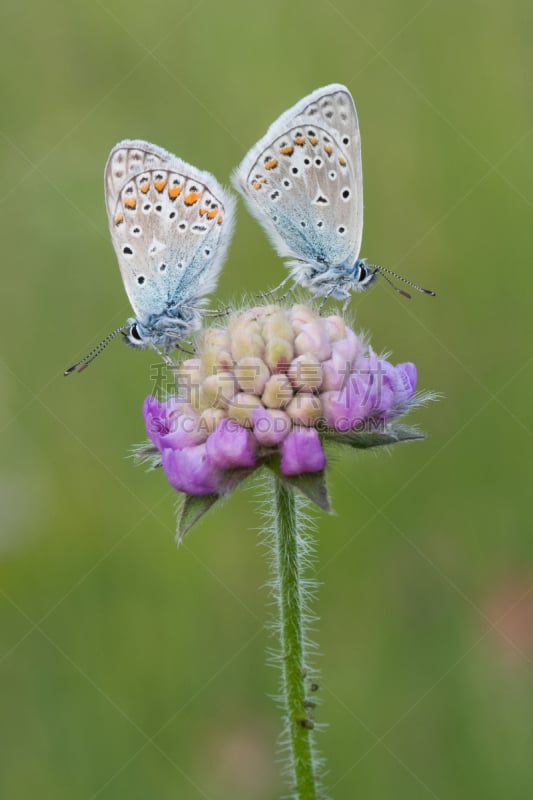 蓝色,鹭管鱼,垂直画幅,褐色,草地,绿色,蝴蝶,无人,普通蓝蝴蝶,早晨