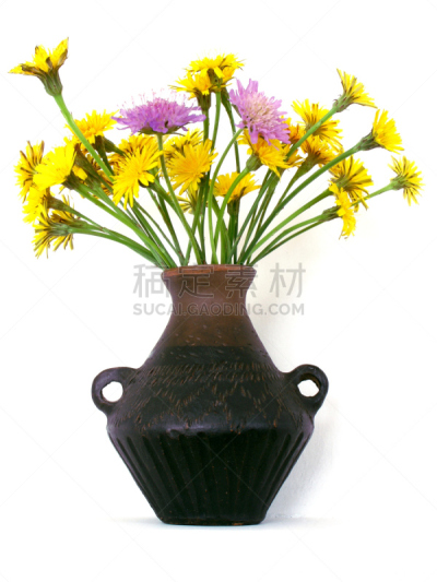 轮峰菊,蓝色,粗糙的,花束,田地,纽扣,老鹰,络腮胡子,欧洲赤松,hawks beard