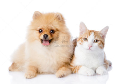 猫,斯皮茨狗,注视镜头,橙子,博美犬,小猫,小狗,宠物,狗,白色背景