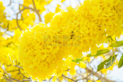 巴拉圭,银色,小号,哭树木,紫薇科树,康提,水平画幅,无人,古老的,巨大的