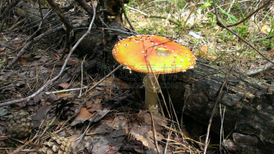 蘑菇,森林,伞形毒菌,毒蝇菇,真菌学,毒蘑菇,褐色,水平画幅,无人,苔藓