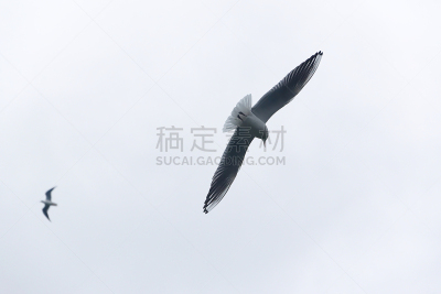海鸥,侧面像,塔姆沃思,史塔福郴,复杂,复杂性,选择对焦,天空,美,公园