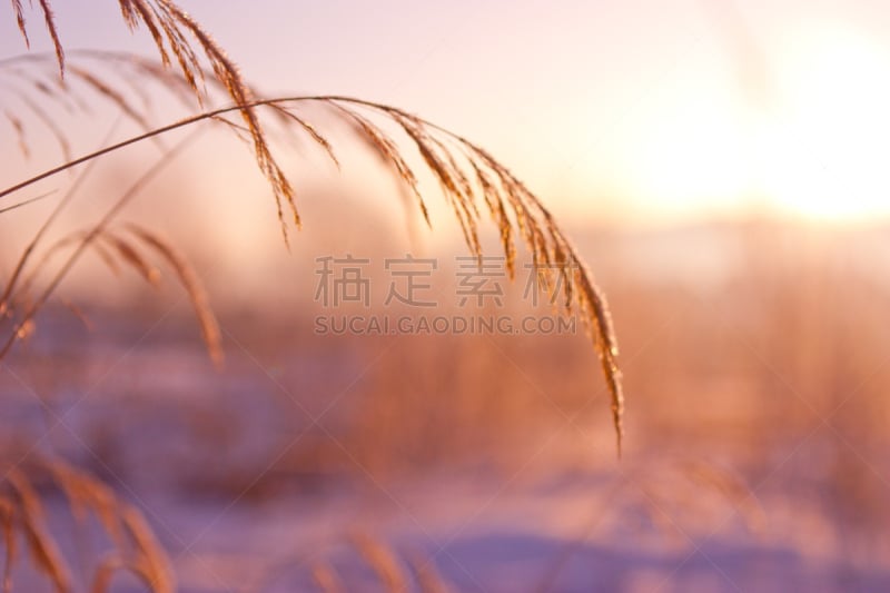 山谷,冬天,黎明,山,雪乡,清新,自由,霜,雪,草