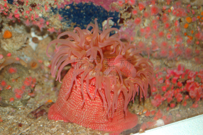 海葵,鱼类,自然,画六线鱼,海洋生命,食鱼海葵,野生动物,着色海葵,大丽花海葵,图像