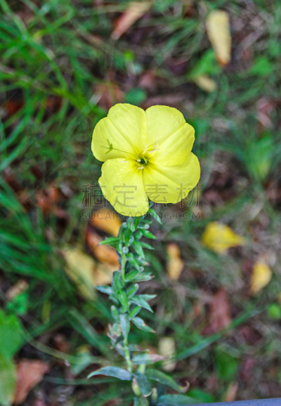 夜来香,黄色,花朵,动物,仅一朵花,桃金娘木,自然,垂直画幅,草地,无人