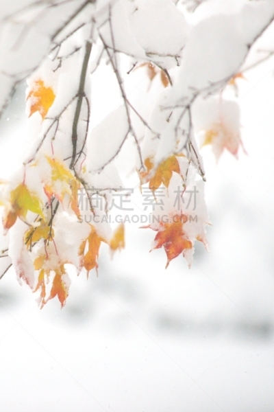 秋天,银色,染料,垂直画幅,雪,无人,葡萄树枫木,户外,北海道,镜头眩光