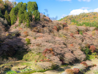 名古屋,秋天,樱之花,丰田市,公园,里山,水平画幅,地形,樱花,花