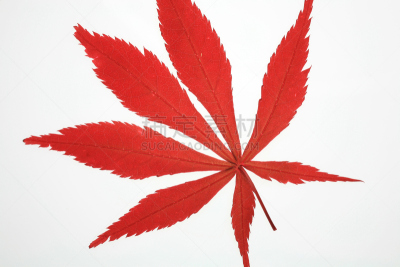 白色,秋分,自然,图像聚焦技术,选择对焦,褐色,水平画幅,枫叶,秋天,无人