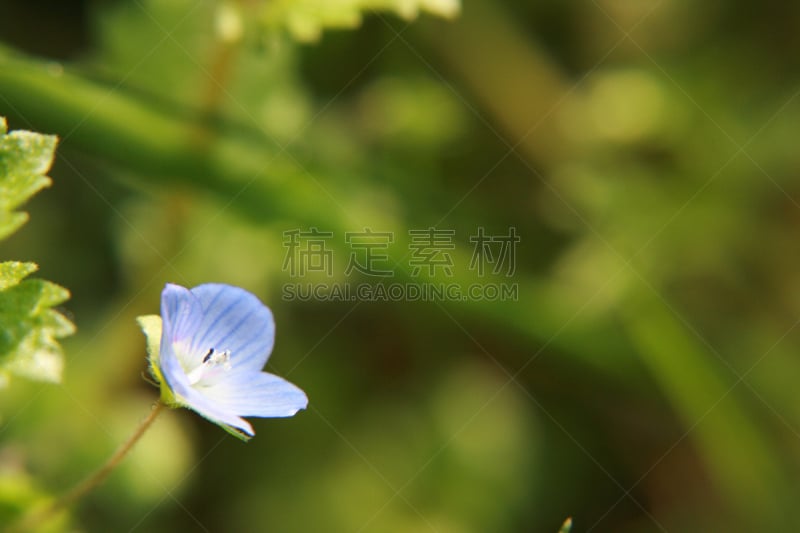 坎波广场,黛安娜公主,自然,美,草地,水平画幅,地形,无人,蓝色,草坪