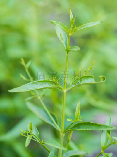 海胆亚目,特写,爵床科,二年生植物,胆囊,肝炎,感冒病毒,垂直画幅,泰国人,枝繁叶茂
