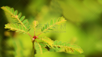 绿色背景,充满的,自然,拍摄场景,植物,水平画幅,绿色,彩色图片,无人,背景
