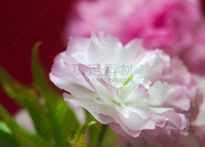 樱花,日本,重瓣花,萼片,水平画幅,绿色,无人,特写,红色,花蕾