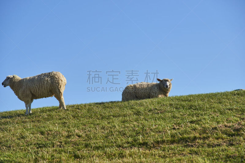 防洪堤,赛奥特,堤岸,北弗里西亚群岛,宁静,水平画幅,无人,夏天,草,岛