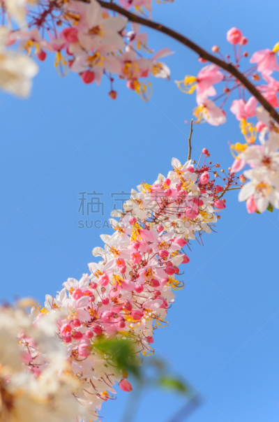 肉桂,天空,蓝色,束状带,自然,垂直画幅,夏天,窦,特写