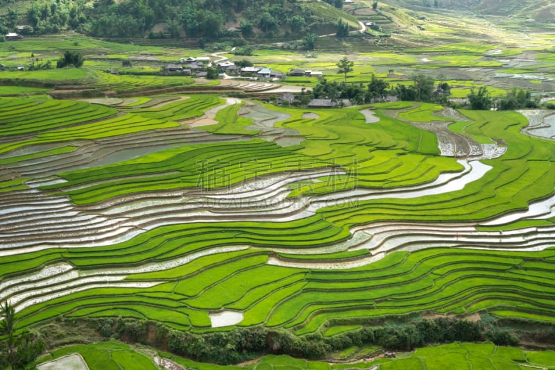 田地,越南,季节,梯田,自然美,风景,白族,mud pot,查济,弯曲