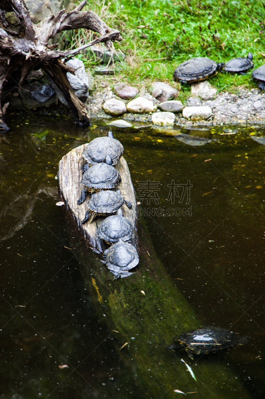 龟,野生动物,动物家庭,池塘,海龟,动物,湖,贝壳,河流,爬行纲
