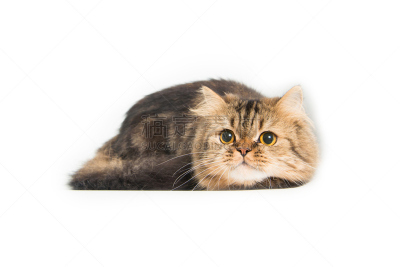 波斯猫,幼小动物,南美栗鼠,褐色,水平画幅,注视镜头,小的,猫科动物,缅因州,肖像