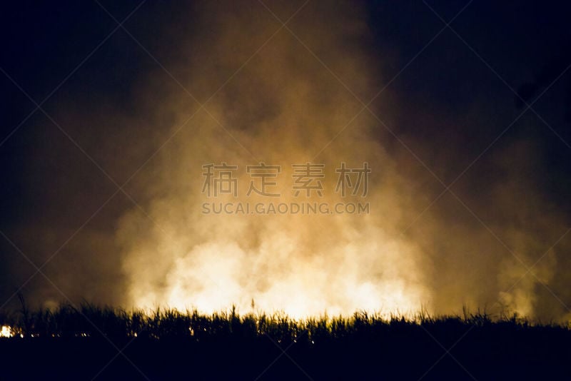 个性,夜晚,森林,植物群,超现实主义的,暗色,极光,大熊座,北极光,自然现象