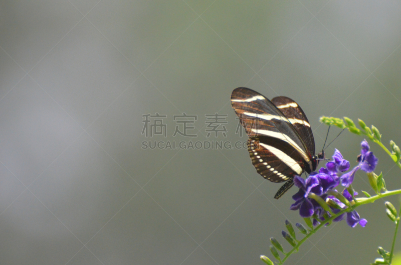 条纹,班玛纹长翅蝶,黑白图片,白色,自然,斑马,阿鲁巴,野生动物,图像,美