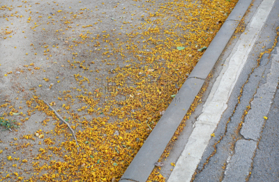 黄色,街道,小路,花瓣,弹出式商店,耙子,林荫大道,美,公园,褐色