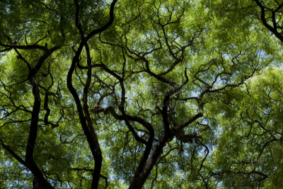 树冠,自然,天空,阿根廷,tipa tree,水平画幅,无人,蓝色,植物表皮,彩色图片