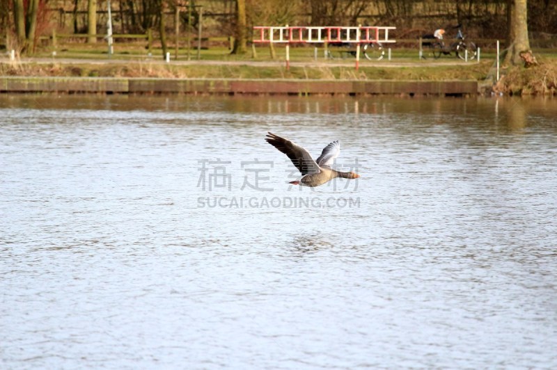 领导能力,休闲活动,套色版,野外动物,湖,暴饮暴食,风景,动物迁徙,有序,灰雁