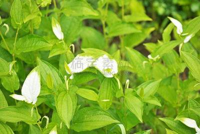 莲花升麻属科,白色,春天,六月,植物,水平画幅,绿色,无人,日本,叶子