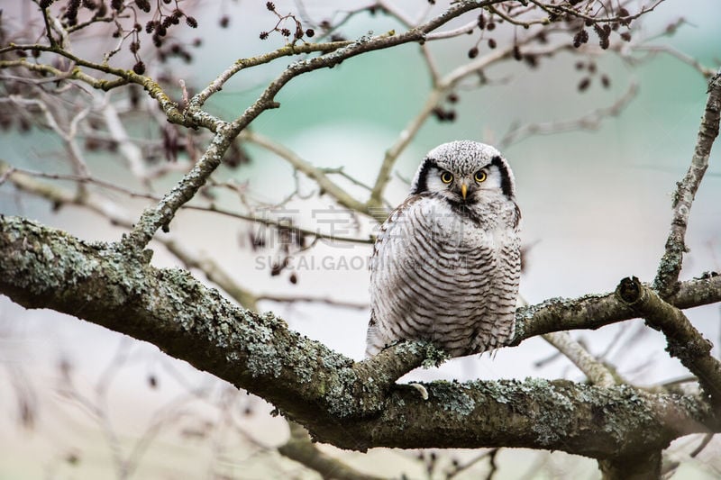 自然,野生动物,食肉鸟,水平画幅,hawk owl,无人,猫头鹰,嫩枝,野外动物,厄普兰