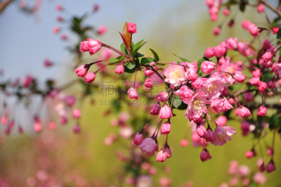 春天,仅一朵花,合肥,海棠,水平画幅,无人,亚洲,中国,摄影
