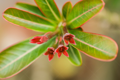 沙漠,仅一朵花,玫瑰,沙漠玫瑰,自然,水平画幅,无人,夏天,特写,龙胆目