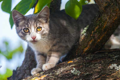 斑纹猫,灰色,自然美,褐色,水平画幅,蓝色,猫科动物,头发特征,腮须,宠物