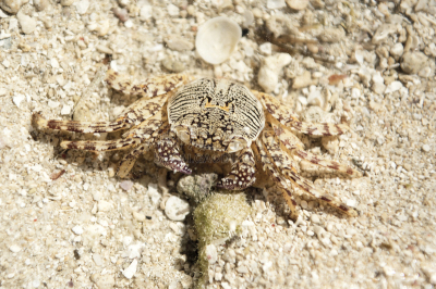 锯缘青蟹,fiddler crab,水平画幅,沙子,无人,动物习性,户外,特写,泰国,螃蟹