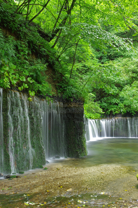 shiraito falls,夏天,自然,垂直画幅,寒冷,旅游目的地,枝繁叶茂,瀑布,长野县,无人