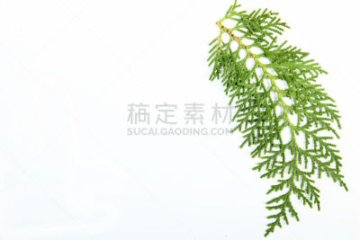 白色背景,叶子,雪松,环境保护,熏香雪松树木,树干,植物,背景,2015年,木制