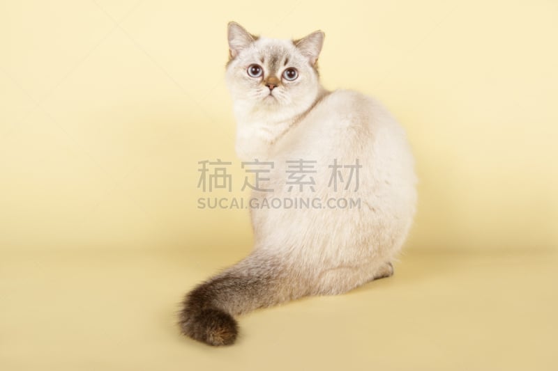 直的,短毛猫,可爱的,肖像,哺乳纲,猫科动物,一只动物,小的,头发,动物