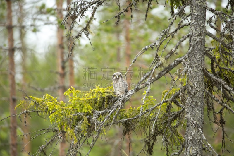 hawk owl,枝,黄眼睛,热带鸟,美,食肉鸟,水平画幅,无人,鸟类,动物习性