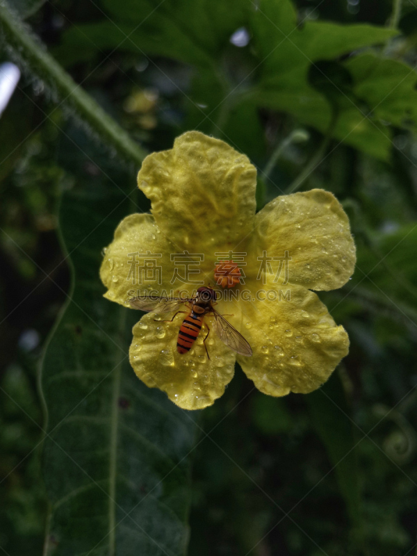 蜜蜂,垂直画幅,无人,苦瓜,特写,印度,油桃,黄色,花头,花的组成部分