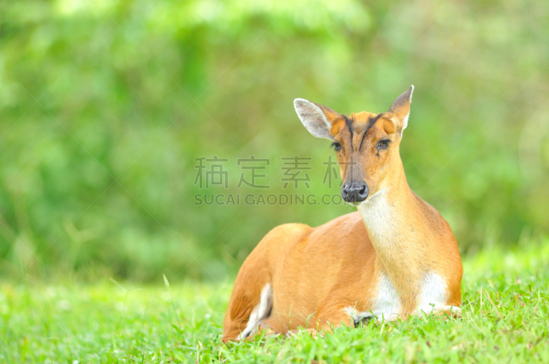 毛冠鹿,褐色,水平画幅,无人,食草动物,热带雨林,野外动物,户外,草,泰国