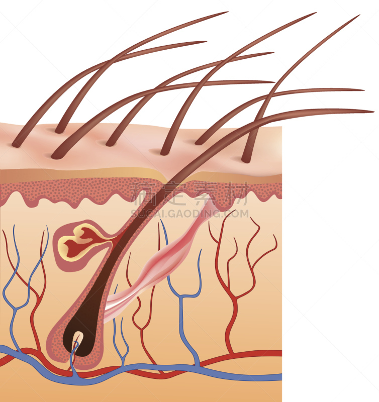 毛囊,人,皮肤,插画,皮脂腺,乳突,皮下的,毛细血管,海螺