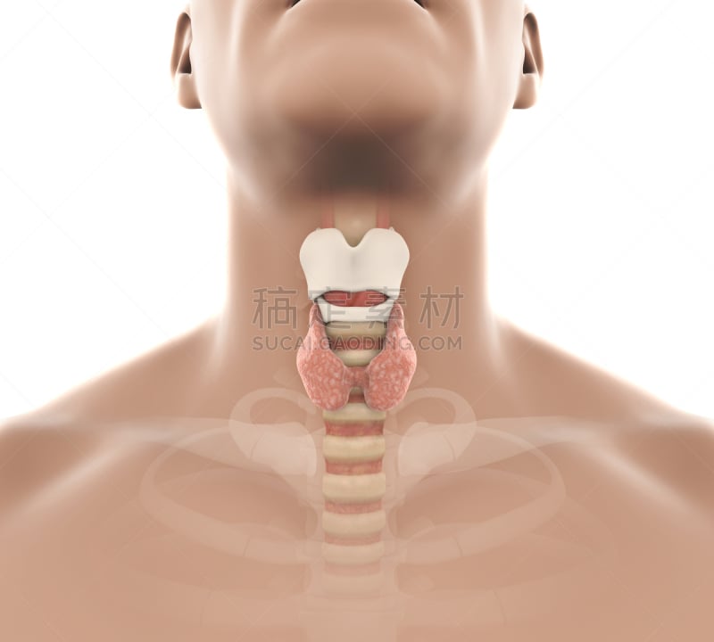 甲状腺,绘画插图,人,喉咙,水平画幅,癌症,科学,计算机制图,计算机图形学