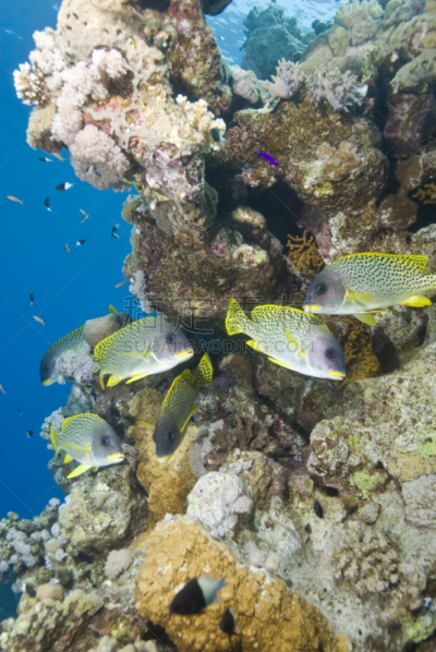 black spotted sweetlips,几乎,礁石,鸡尾酒,垂直画幅,野生动物,沙姆谢伊赫,无人,水下,斑点